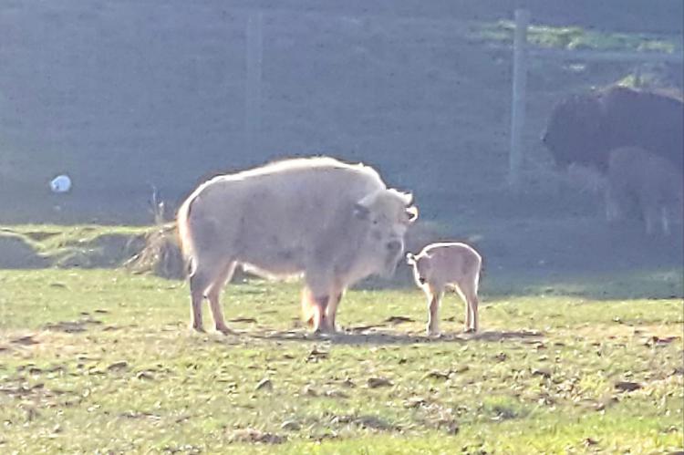 Nace un insólito bisonte blanco en el Parque Estatal de Wyoming