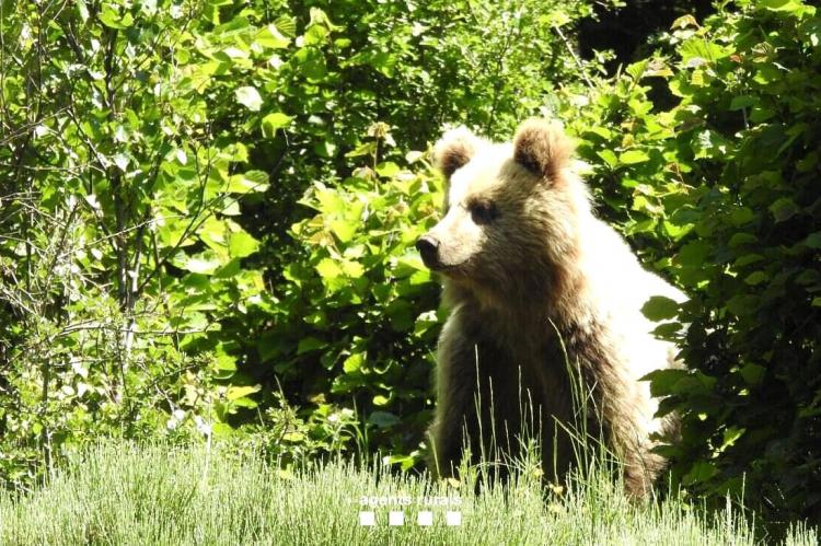 Un oso "problemático" provoca el caos en la carretera del Puerto de la Bonaigua