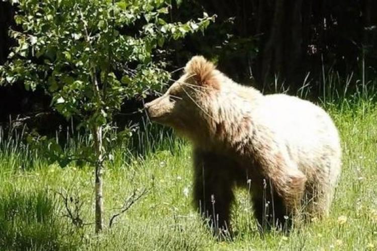 Capturar y retirar al oso que se pasea confiado en la Bonaigua, propuesta de los grupos ecologistas