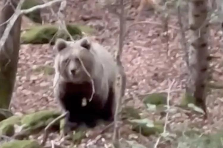 Un buscador de setas graba un vídeo con primeros planos de un oso en la Val d’Aran
