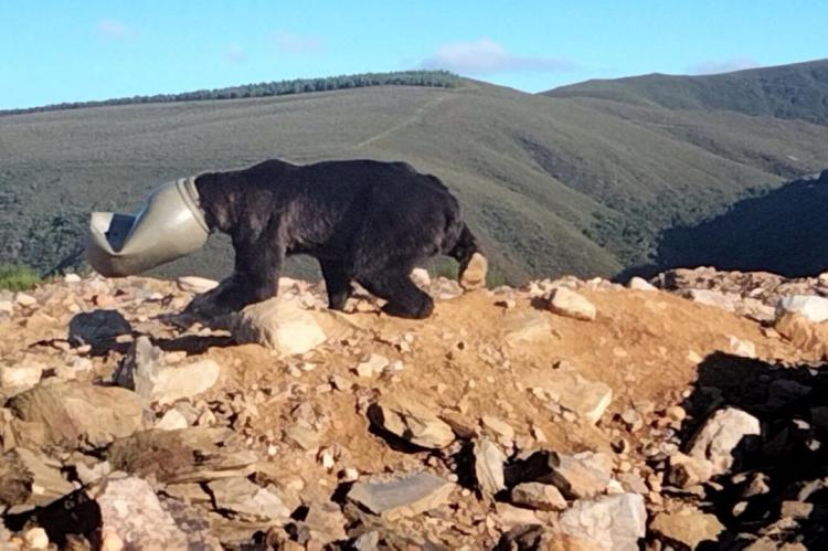 Salvan un oso pardo con la cabeza atrapada en un bidón de plástico en León
