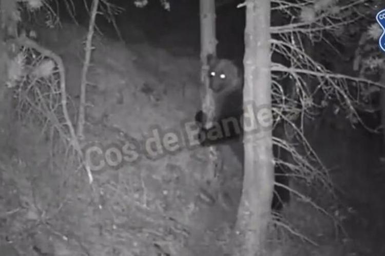 ¿Será el mismo oso o un ejemplar nuevo el que se pasea por Ordino?