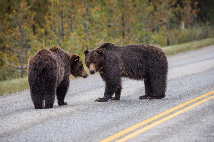 Tragedia en el Parque Nacional Banff de Canadá: Ataque mortal de oso pardo
