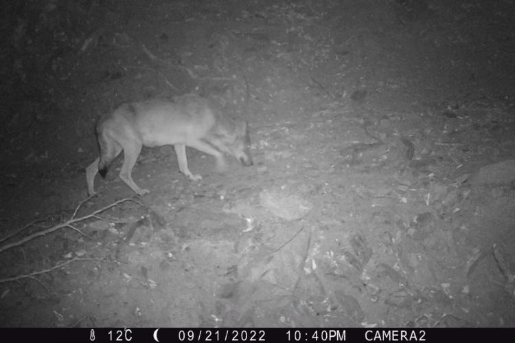 El lobo llega por primera vez al área metropolitana de Barcelona