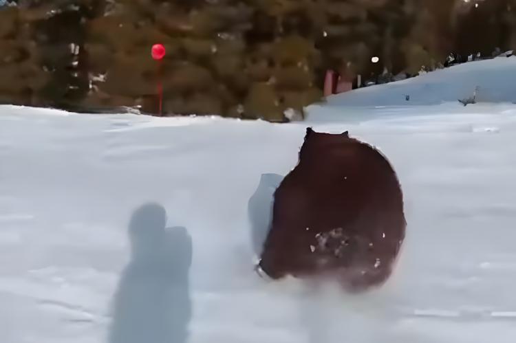 Un esquiador esquiva de milagro a un oso 