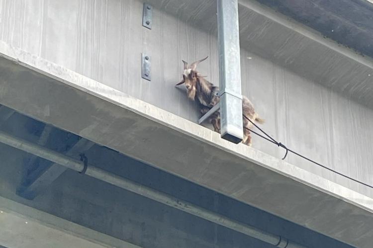 Gran operativo de rescate por…una cabra colgada de un puente en Kansas