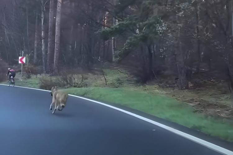 Vídeo: Un conductor ahuyenta a unos presuntos lobos que perseguían a un ciclista