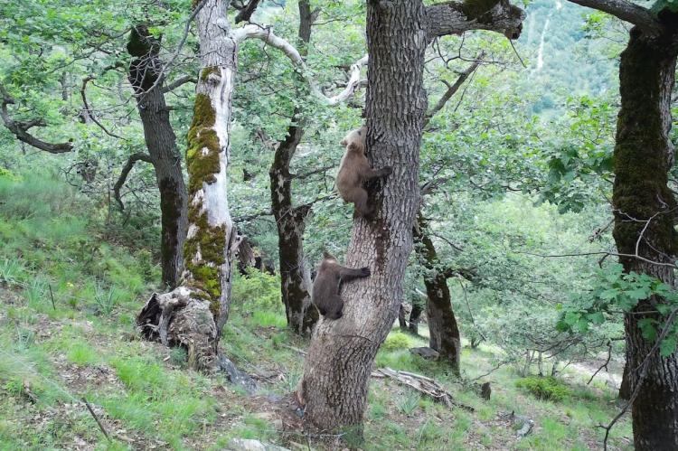 Sigue aumentando la población de osos en el Pirineo: un total de 83 ejemplares en 2023