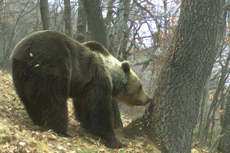 ¿Qué hacer si te encuentras con un oso en los Pirineos?