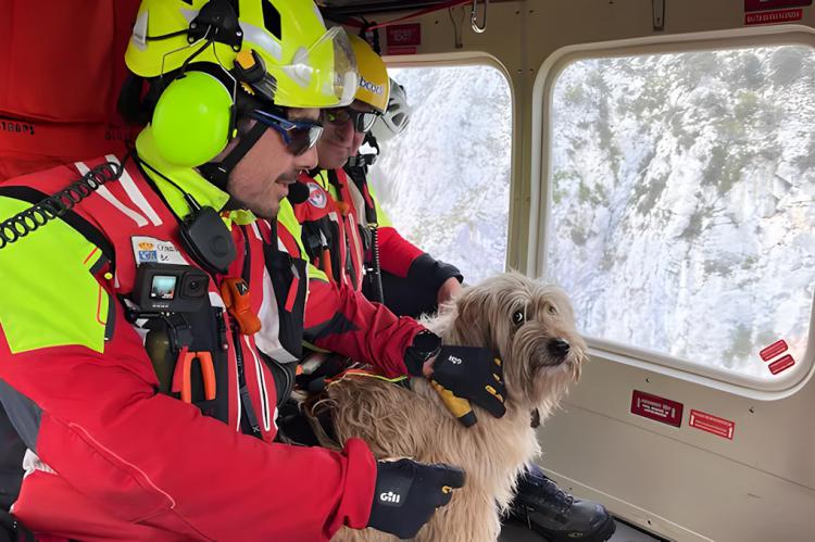 Rescatan con helicóptero a una perra atrapada durante dos días en un acantilado en Cantabria