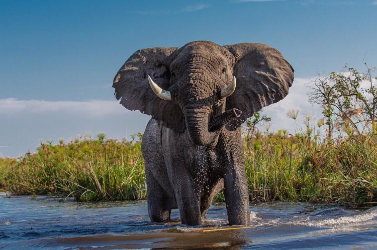Un turista español pierde la vida en Sudáfrica tras ser atacado por un elefante