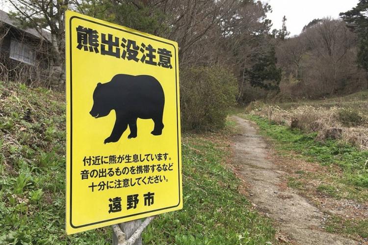 Japón facilitará la caza de osos en zonas residenciales ante el aumento de los ataques
