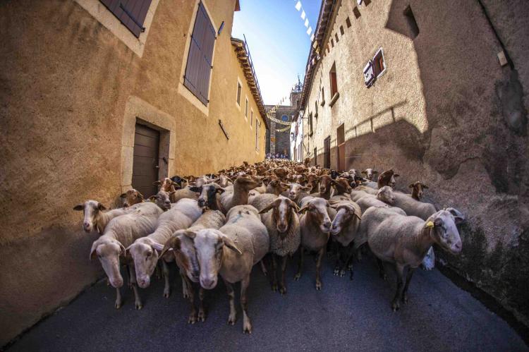 La Trashumancia: un espectáculo milenario en la estación de esquí de Les Angles