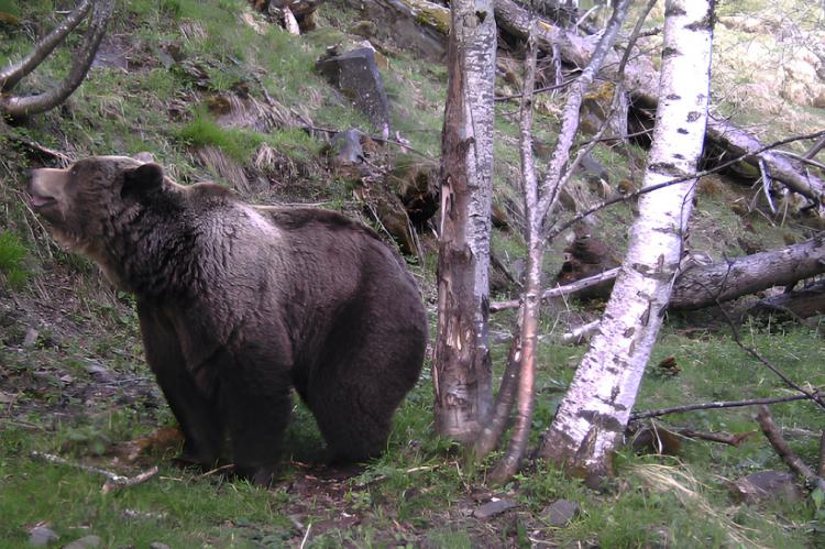 La presencia de osos en Andorra aumenta: 8 ejemplares identificados en 2024
