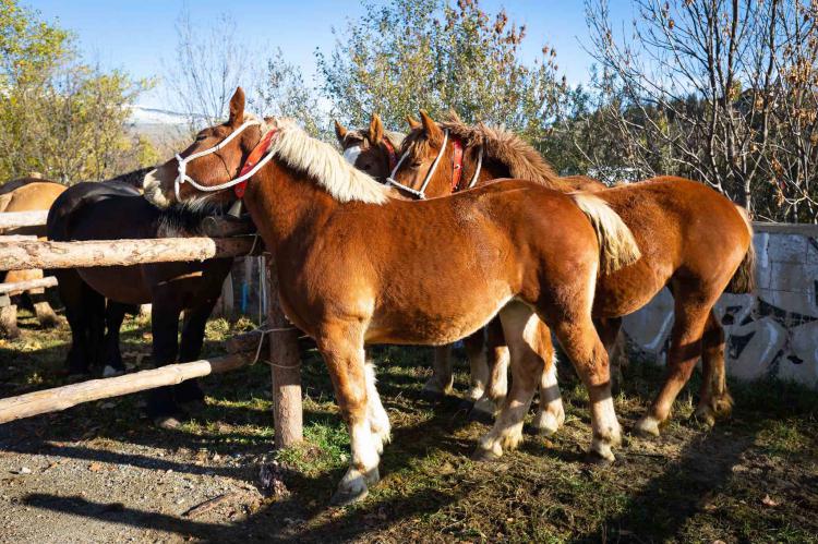 Puigcerdà se engalana para la Feria del Caballo: homenaje a la tradición ganadera pirenaica