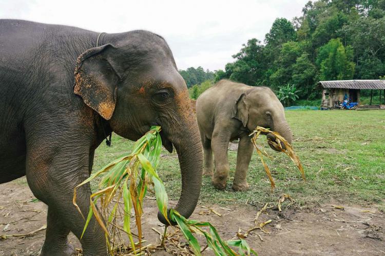 Claves para un turismo ético: cómo proteger la fauna y flora durante tus viajes