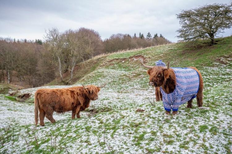 Escocia es el único lugar del mundo donde las vacas llevan jersey en invierno