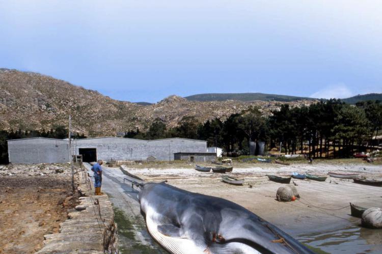 Un viaje a los vestigios de la última gran ballenera de Europa en la Costa da Morte