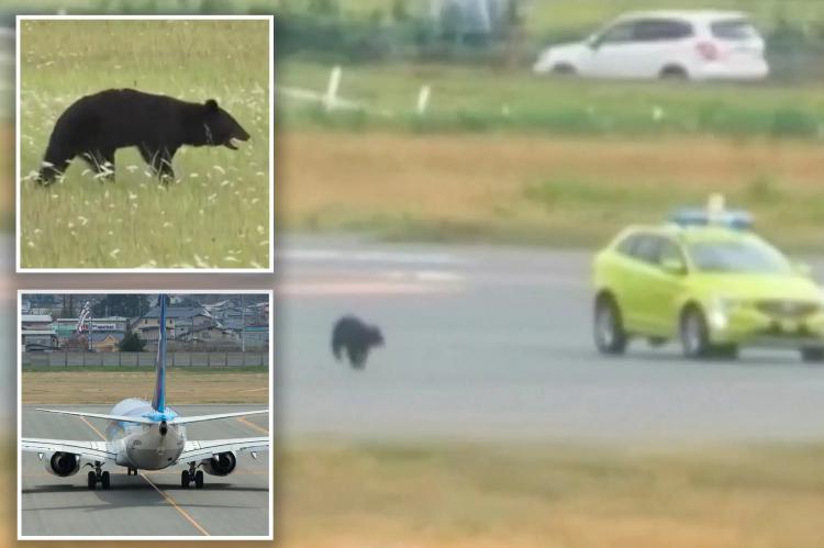Un oso negro paraliza el aeropuerto japonés de Yamagata