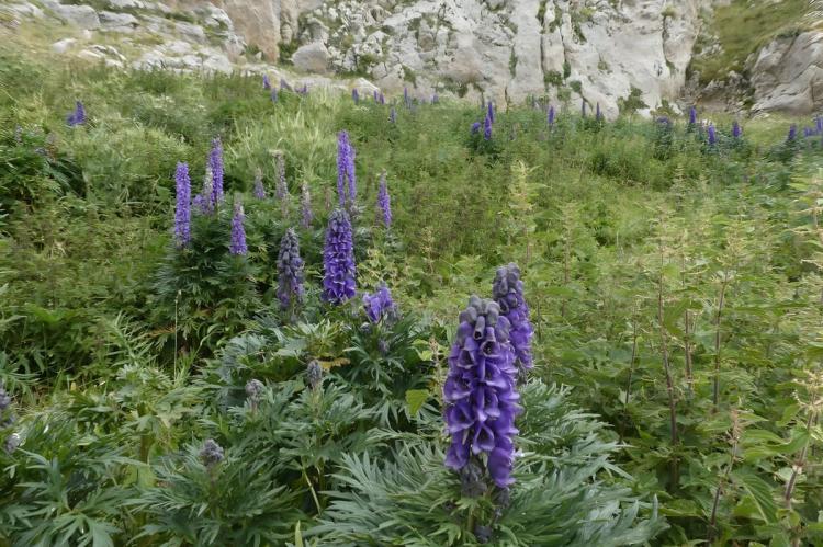 El Pirineo esconde la planta más tóxica de Europa: un excursionista, hospitalizado